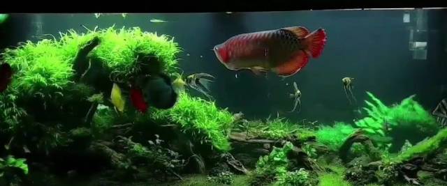 La Finanza scopre due super evasori cinesi: nel loro acquario un pesce drago da 180mila euro