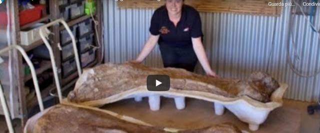 dinosauro australia
