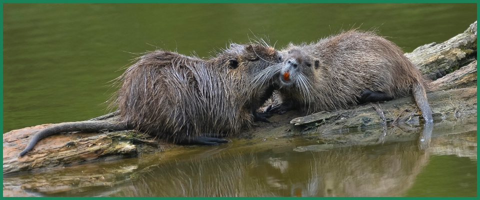 nutria