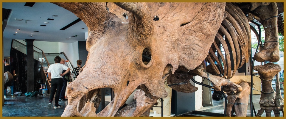 dinosauri dinosauri
