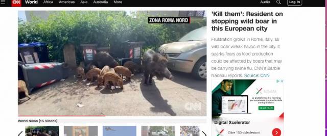 Cnn cinghiali