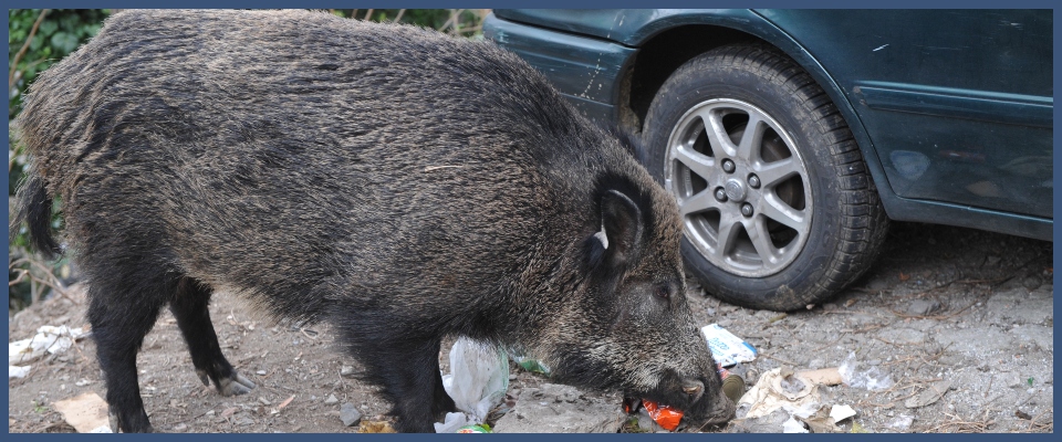 cinghiale
