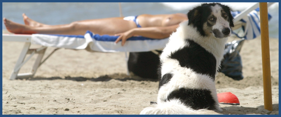 cani in spiaggia