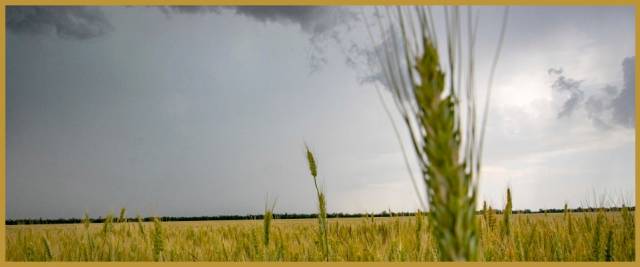 gas grano acqua