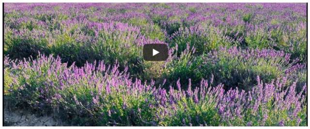 lavanda