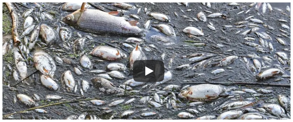 Misteriosa catastrofe ambientale in Polonia: nel fiume Oder 10 tonnellate di pesci morti (video)