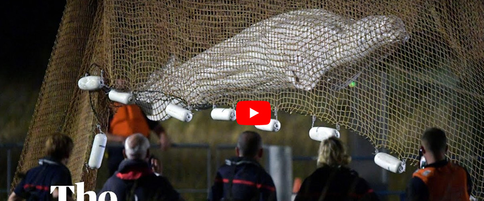 Cento soccorritori non riescono a salvare il beluga di 800 kg intrappolato nella Senna (video)