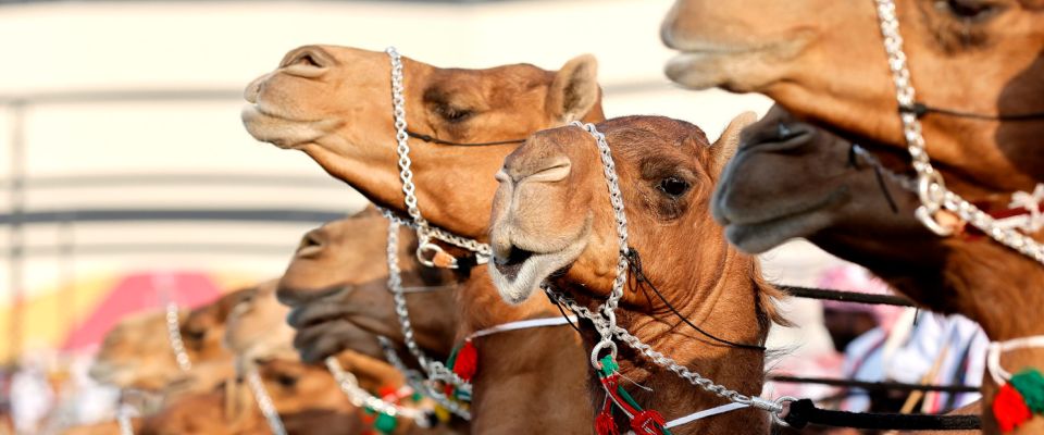 influenza del cammello