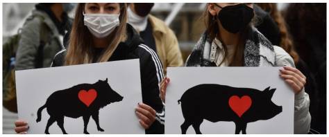 Gli "scudi umani" che annunciano gli animalisti sono per proteggere i cinghiali dai cacciatori: domani la manifestazione al Pantheon