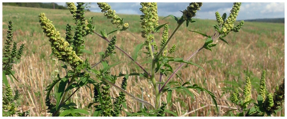 Clima impazzito: la primavera pesante per gli allergici anche per colpa della pioggia che non c’è