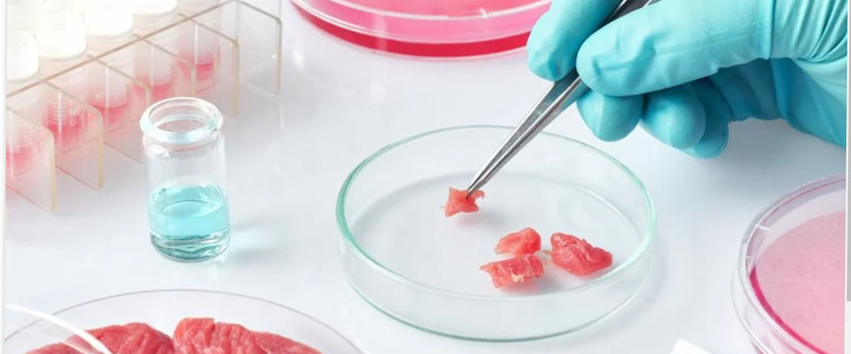 Il governo Meloni dichiara guerra alla carne sintetica: multe di 60mila  euro a chi la produce - Secolo d'Italia