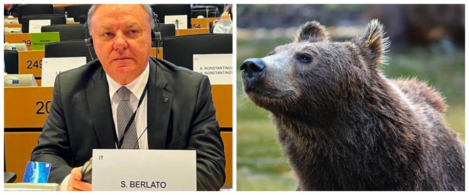 Berlato, orso