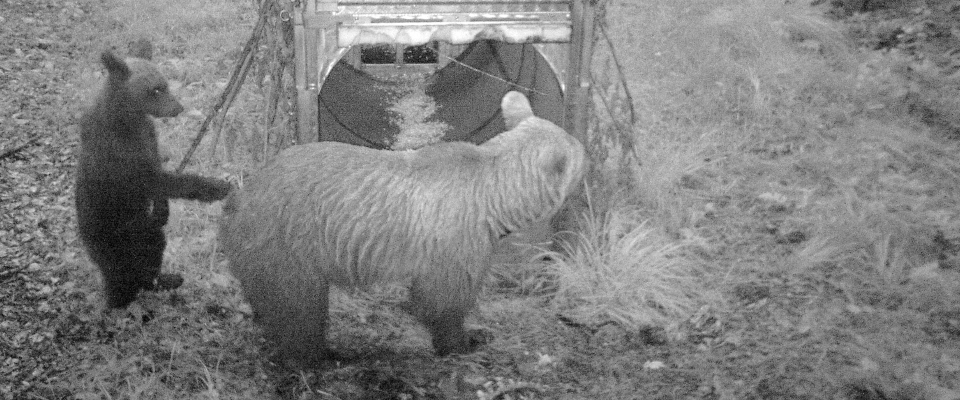 ORSA_DANIZA_MORI'_D'INFARTO_IN TRENTINO_ NEL_2014_DURANTE_LA_CATTURA