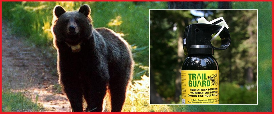 FdI propone la legalizzazione dei super spray anti orso: negli Usa  funzionano nel 90% dei casi - Secolo d'Italia