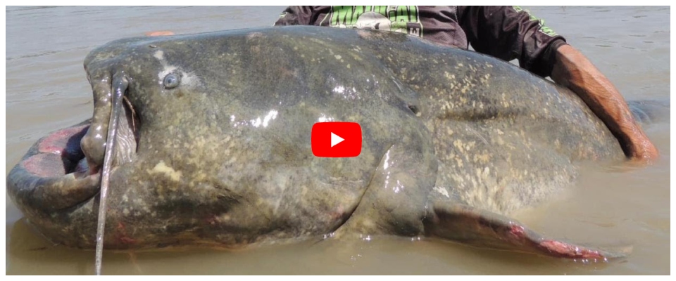 Catturato il “mostro” del Po: il pesce gatto più grande del mondo rimesso in acqua per sbaglio (video)