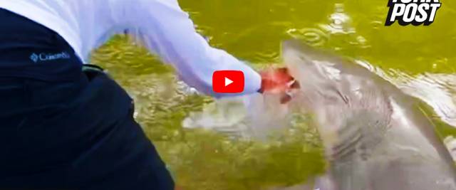Immerge la mano nell’acqua, lo squalo lo morde e lo trascina giù (video)  --- (Fonte immagine: https://www.secoloditalia.it/files/2023/06/squalo_florida_mano-640x267.jpg)