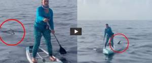 In mare aperto scoprono di essere seguiti da uno squalo martello (video). Niente panico, ma…
