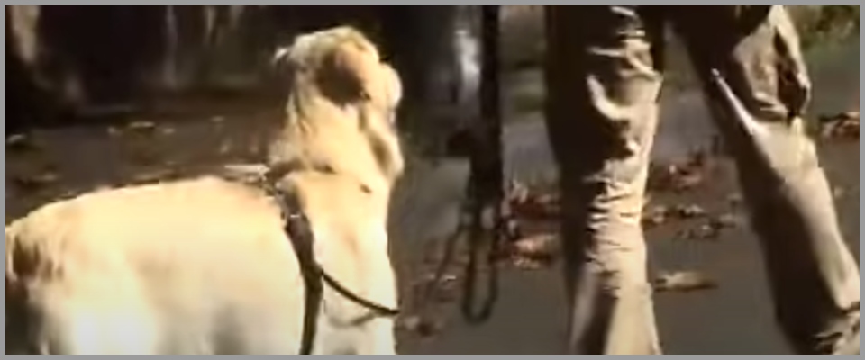 Monza, rimprovera i ragazzi che accarezzano il suo cane e viene aggredito: gli staccano un orecchio a morsi