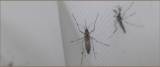 vaccino Dengue