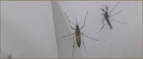 vaccino Dengue