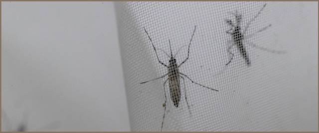 vaccino Dengue