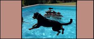 Rottweiler caduto dal balcone: spunta una foto in cui il cane si allena a “saltare” in una piscina
