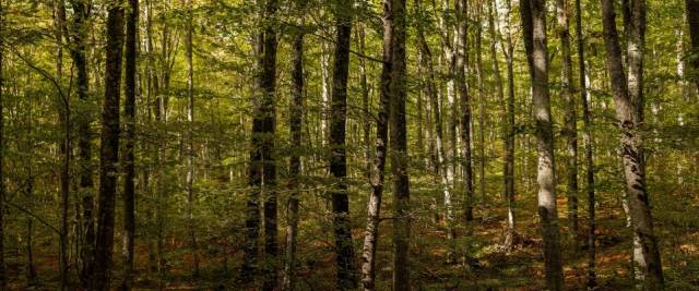 giornata nazionale dell'albero