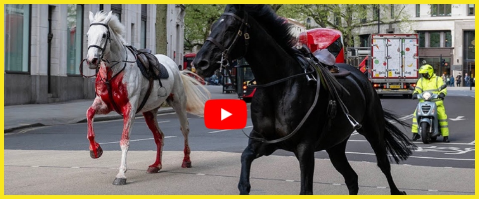 Cavalli della scorta del Re Carlo in fuga: panico e incidenti nel centro di Londra, 5 feriti (video)