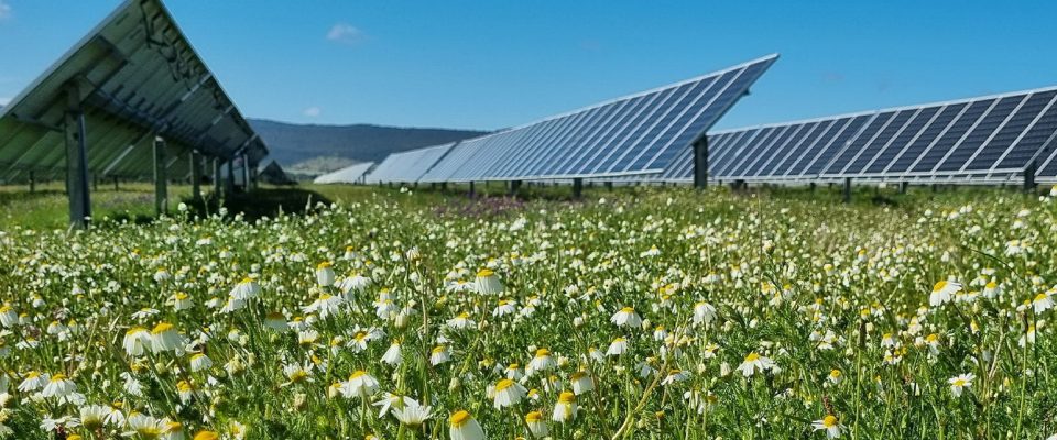 Eolico e fotovoltaico, associazioni e comitati convocano gli “Stati generali”: tutelare paesaggio e biodiversità