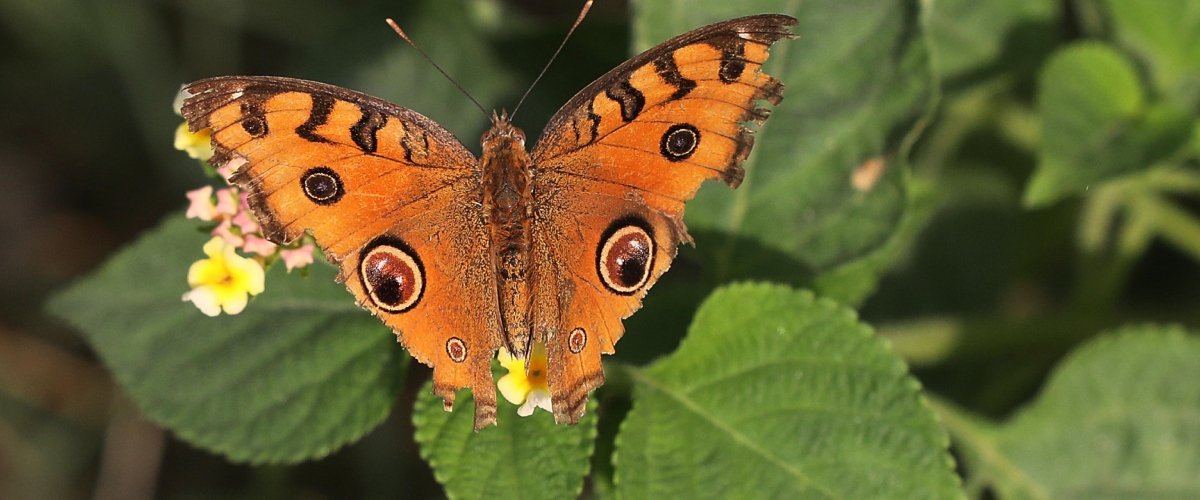 Difendere la biodiversità non è un lusso, ma una necessità. Italia protagonista