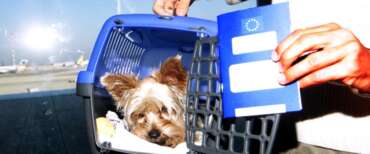 Cani e gatto in aereo, ecco cosa cambia