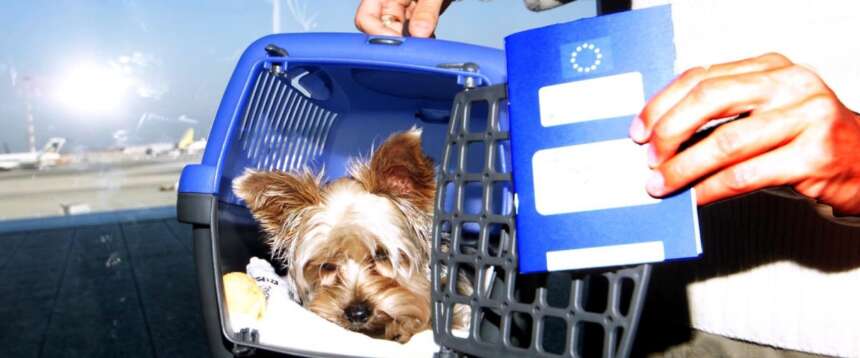 Cani e gatto in aereo, ecco cosa cambia Cani e gatto in aereo, ecco cosa cambia
