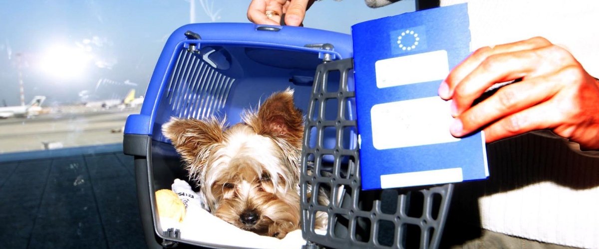 Bau Bau Boeing, cani e gatti in aereo, arriva la svolta: da oggi Fido ha il posto anche in aereo. Allacciate cinture e pettorine Bau Bau Boeing, cani e gatti in aereo, arriva la svolta: da oggi Fido ha il posto anche in aereo. Allacciate cinture e pettorine
