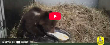 Orsetto marsicano abbandonato dalla mamma e salvato in Abruzzo: il video della prima “poppata” con il biberon