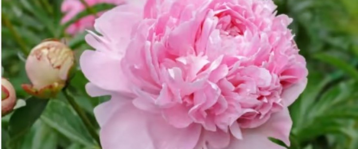 Festa della mamma, apoteosi di fiori, peonia e rosa le regine. Ma vanno di moda anche i regali gastronomici Festa della mamma, apoteosi di fiori, peonia e rosa le regine. Ma vanno di moda anche i regali gastronomici