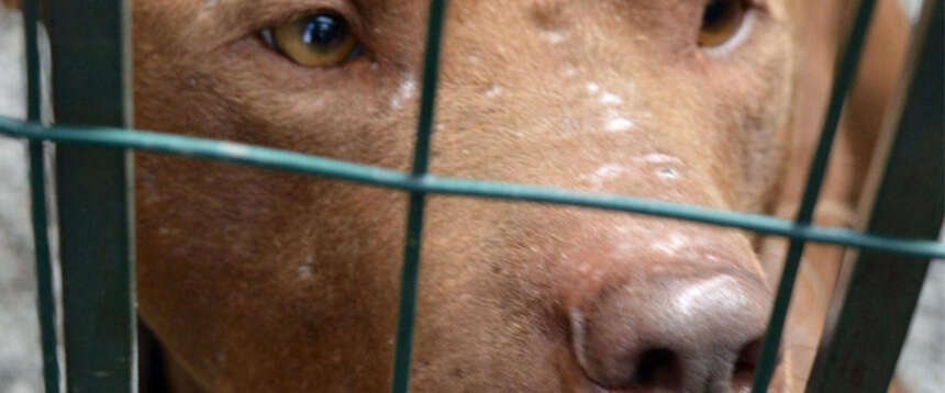 Pistoia, tre pitbull aggrediscono e riducono in fin di vita una bambina di due anni e la nonna Pistoia, tre pitbull aggrediscono e riducono in fin di vita una bambina di due anni e la nonna