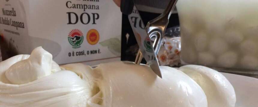 bufala campana Giappone bufala campana Giappone
