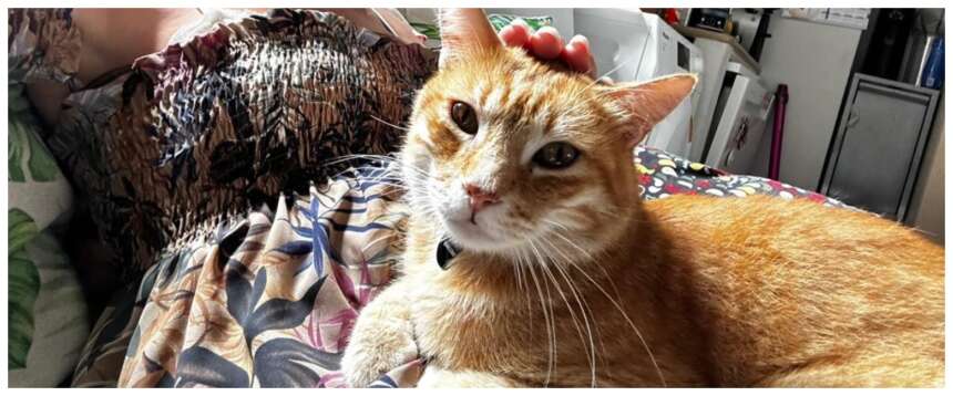 remdesvir gatti remdesvir gatti
