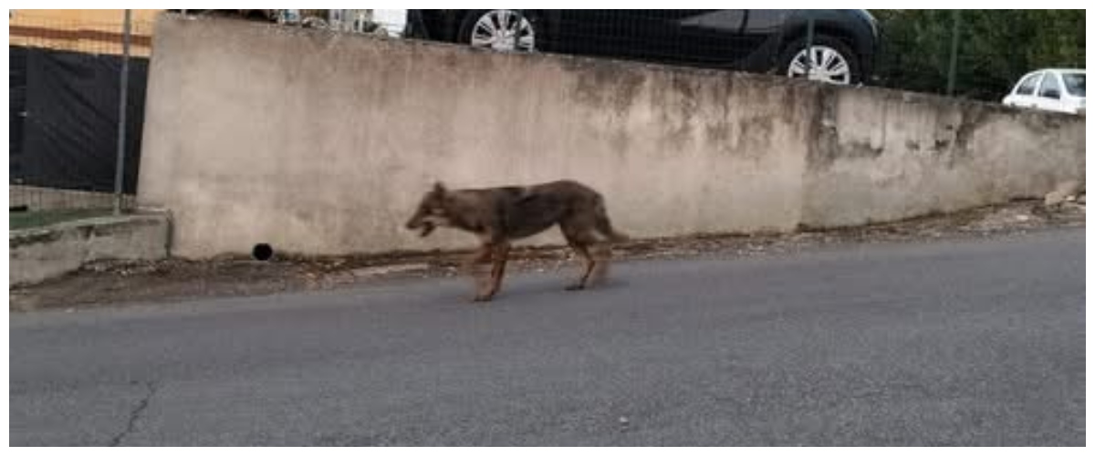 a roma nord tornano i lupi gli esperti nessuna paura ma tenerli lontani dai rifiuti