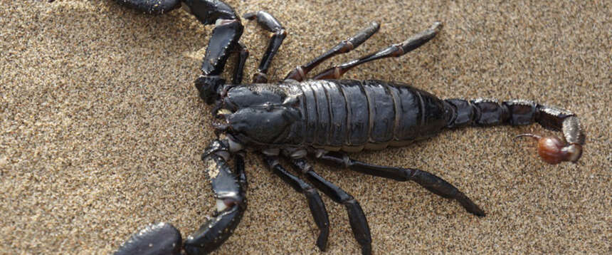 Il veleno di uno scorpione dell’Amazzonia “antidoto” contro il cancro al seno. La scoperta dei medici brasiliani Il veleno di uno scorpione dell’Amazzonia “antidoto” contro il cancro al seno. La scoperta dei medici brasiliani