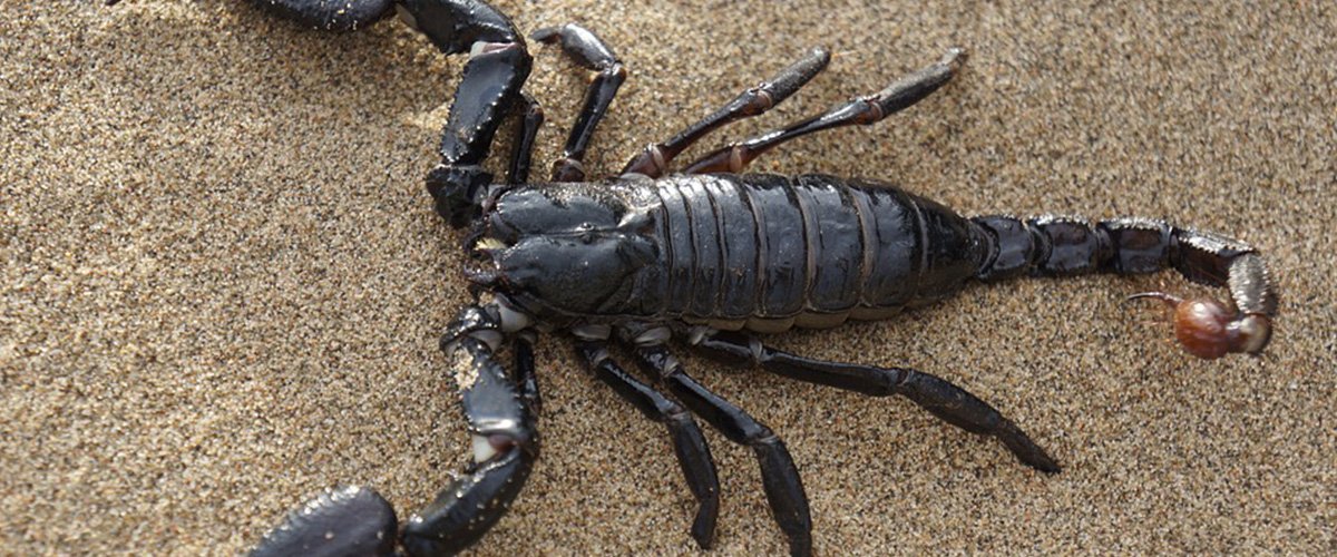 il veleno di uno scorpione dell8217amazzonia antidoto contro il cancro al seno la scoperta dei medici brasiliani
