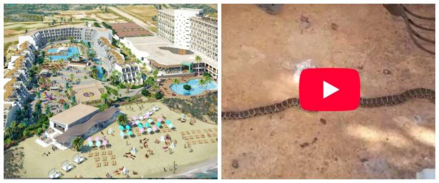 Invasione di serpenti a Ibiza, turisti in fuga: “Lunghi fino a 2 metri, entrano anche in acqua” (video) Invasione di serpenti a Ibiza, turisti in fuga: “Lunghi fino a 2 metri, entrano anche in acqua” (video)