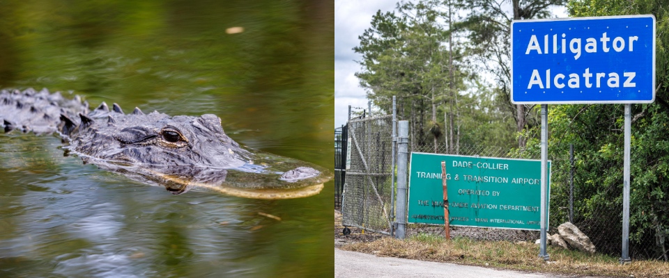 Due italiani detenuti in “Alligator Alcatraz” negli Usa, la prigione circondata dai rettili voluta da Trump Due italiani detenuti in “Alligator Alcatraz” negli Usa, la prigione circondata dai rettili voluta da Trump