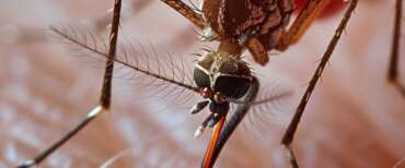 West Nile Virus, 2 nuovi contagi a Latina e 4 in Veneto. Il monitoraggio costante del Ministero: nessun allarmismomedici registrano una mortalità bassa