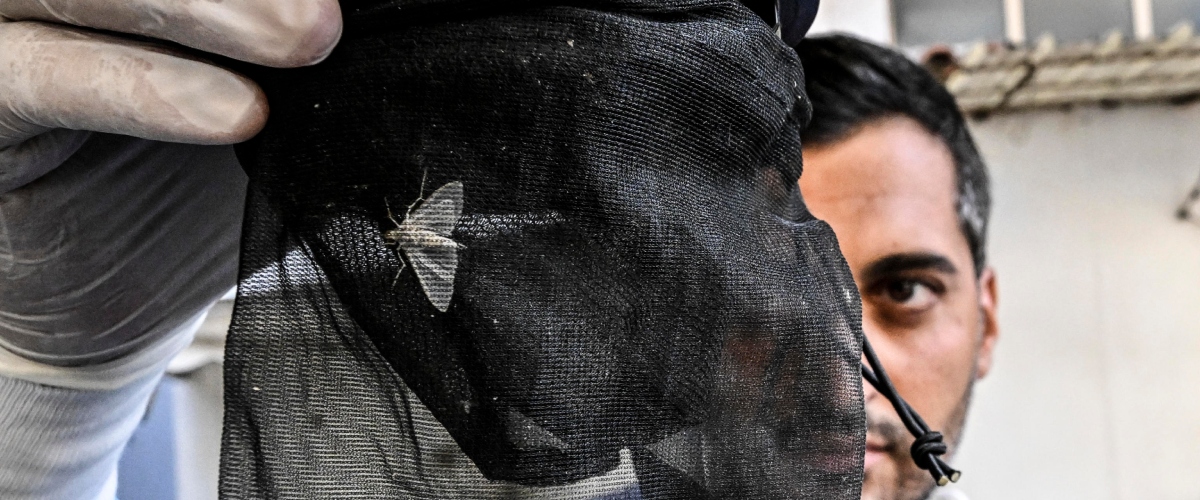 west nile seconda vittima nel lazio 77enne morto allo spallanzani aveva patologie croniche ed era reduce da un trapianto