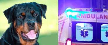 Bambini azzannati dal rottweiler della nonna a Lavinio: i piccoli di 8 e 10 anni ricoverati in codice rosso