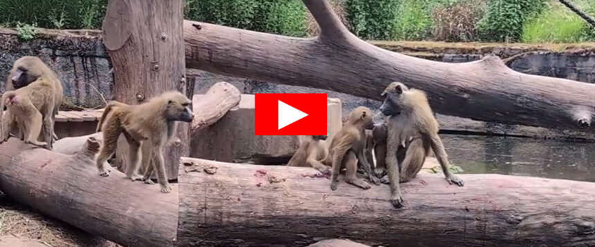 La strage di Norimberga: uccisi 12 babbuini. “Non c’era spazio per tutti”. La rabbia degli animalisti (video) La strage di Norimberga: uccisi 12 babbuini. “Non c’era spazio per tutti”. La rabbia degli animalisti (video)