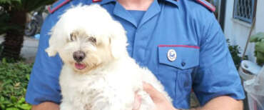 A Napoli nasce l’Anonima Sequestri Canina, rapito (e poi ritrovato) un maltese: chiesto un riscatto da 450 euro