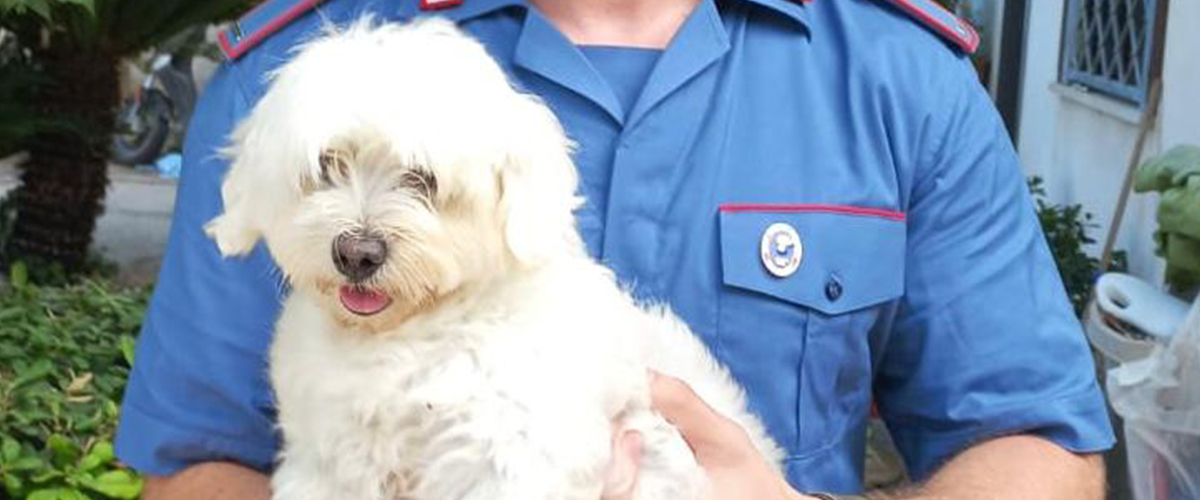 A Napoli nasce l’Anonima Sequestri Canina, rapito (e poi ritrovato) un maltese: chiesto un riscatto da 450 euro
