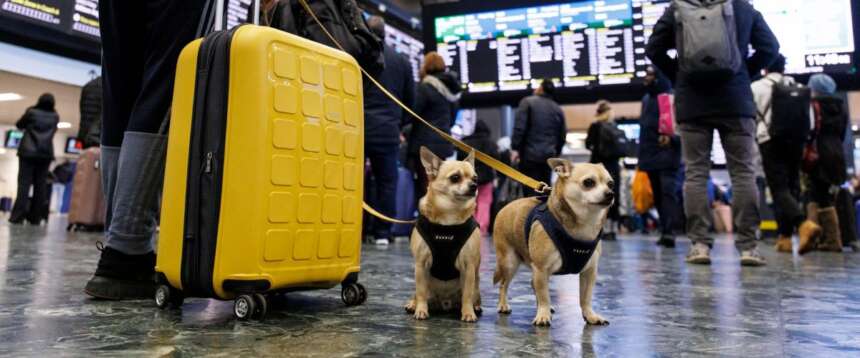Fino al 15 settembre anche i cani di taglia grande viaggiano gratis in treno Fino al 15 settembre anche i cani di taglia grande viaggiano gratis in treno